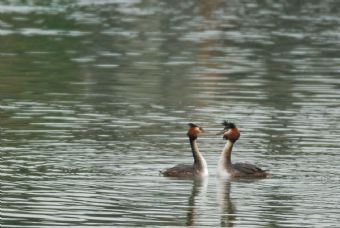 due piccioncini ... ehmmm ... svassi!