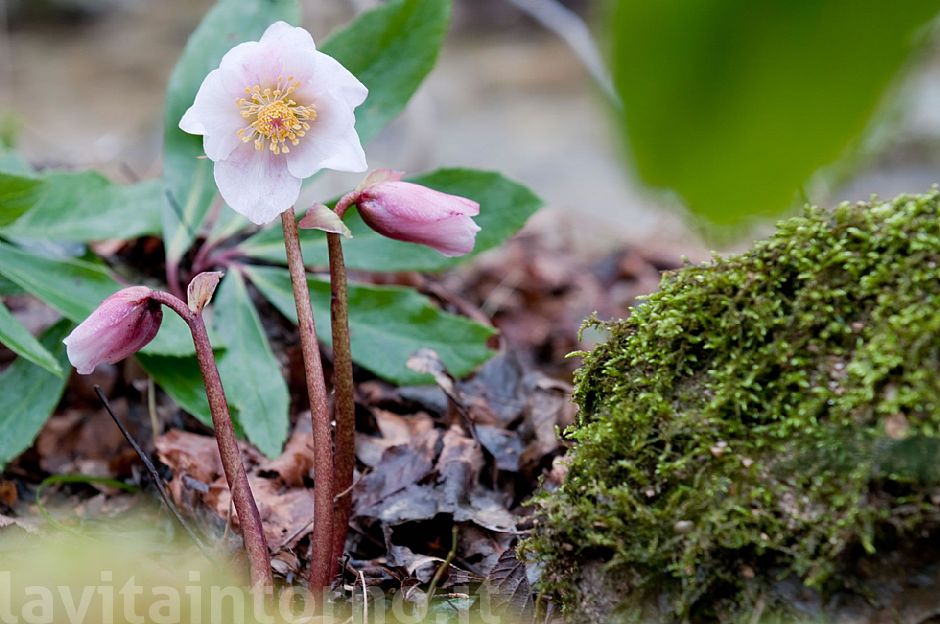 Helleborus Niger