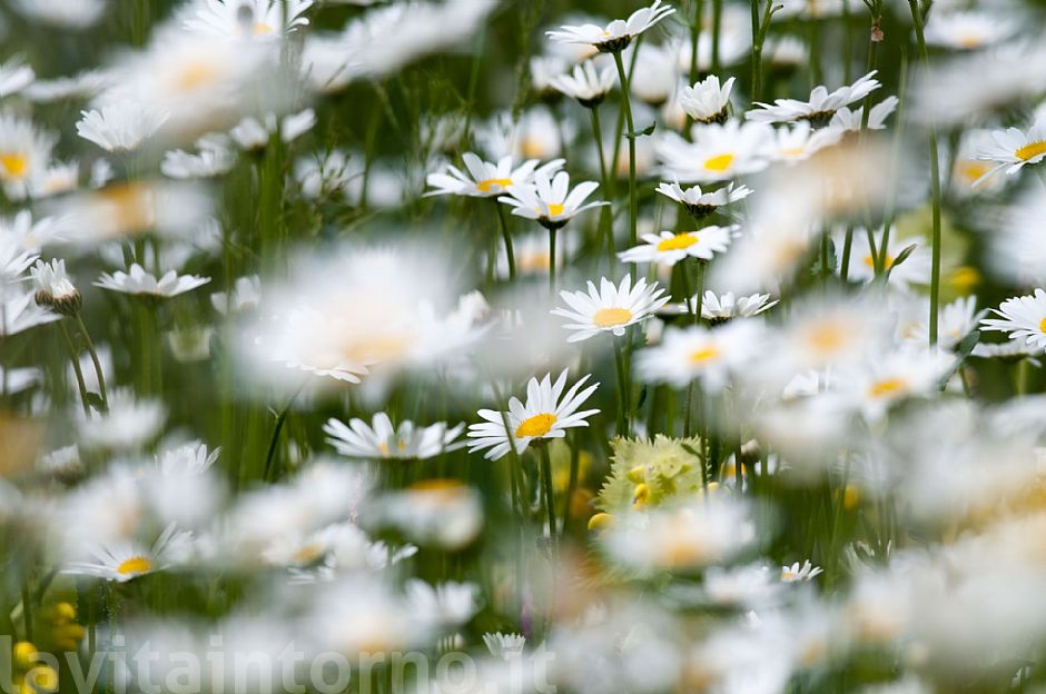 white seasonal spots