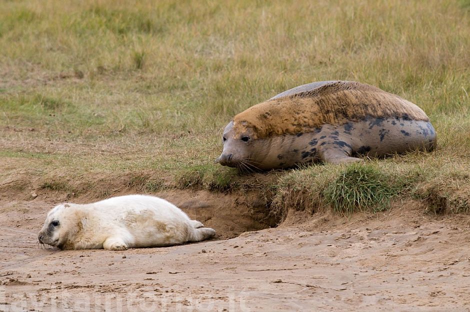 Gray seal: mother and pup
