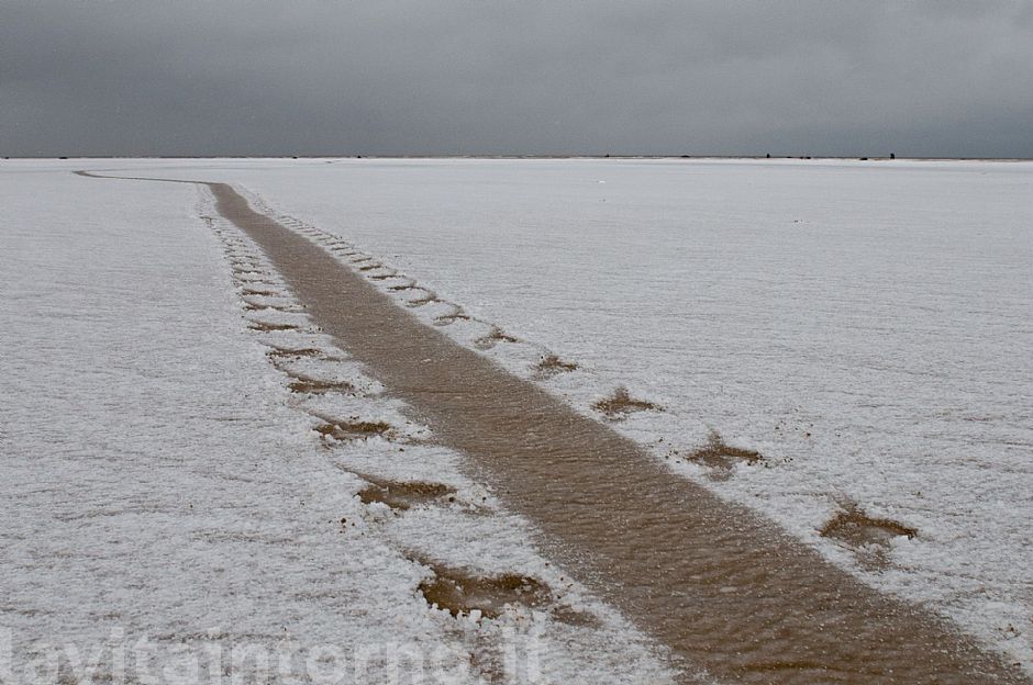 Gray seals: tracks