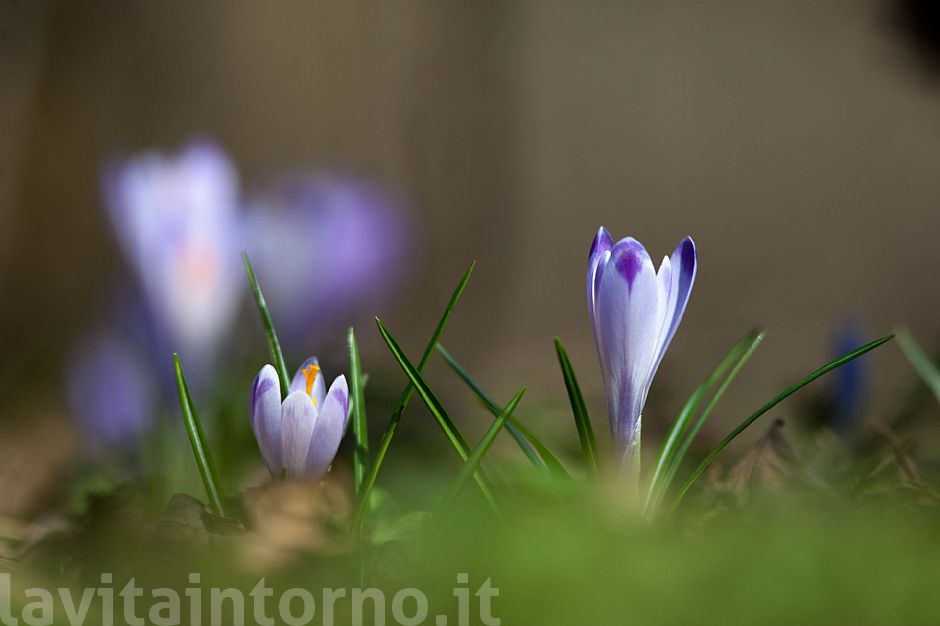 Crocus #3