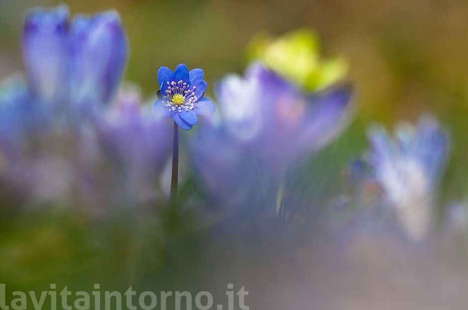 alone in the middle of crocus