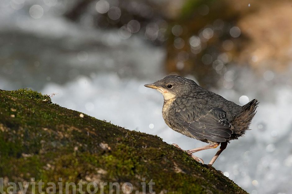 piccolo di Merlo acquaiolo (Cinclus cinclus) #2