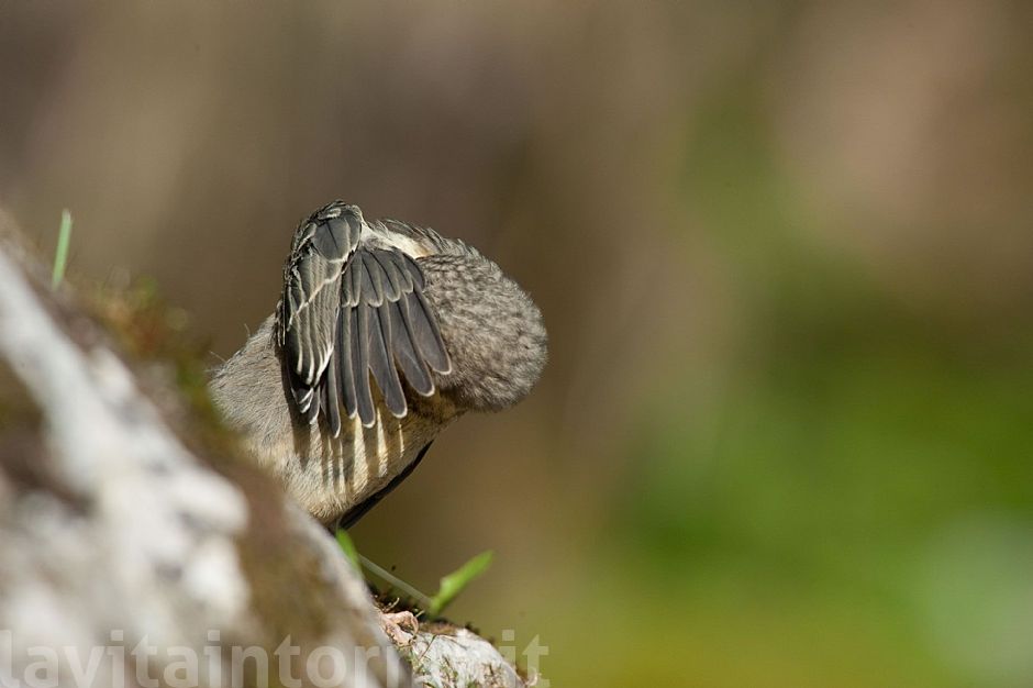 Cinclus cinclus: pulizie di primavera