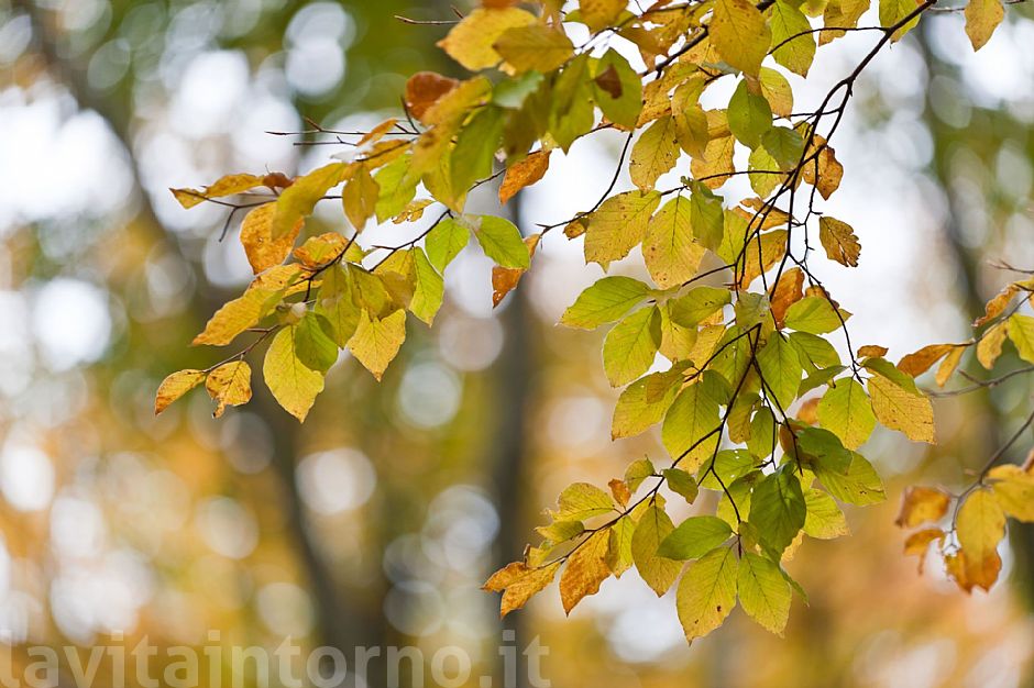 MyAutumn #4