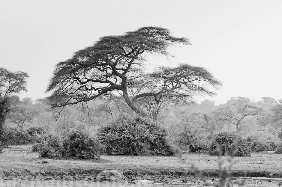 Okavango BW #4