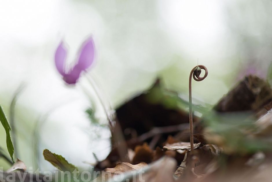 autumn ... in progress #2