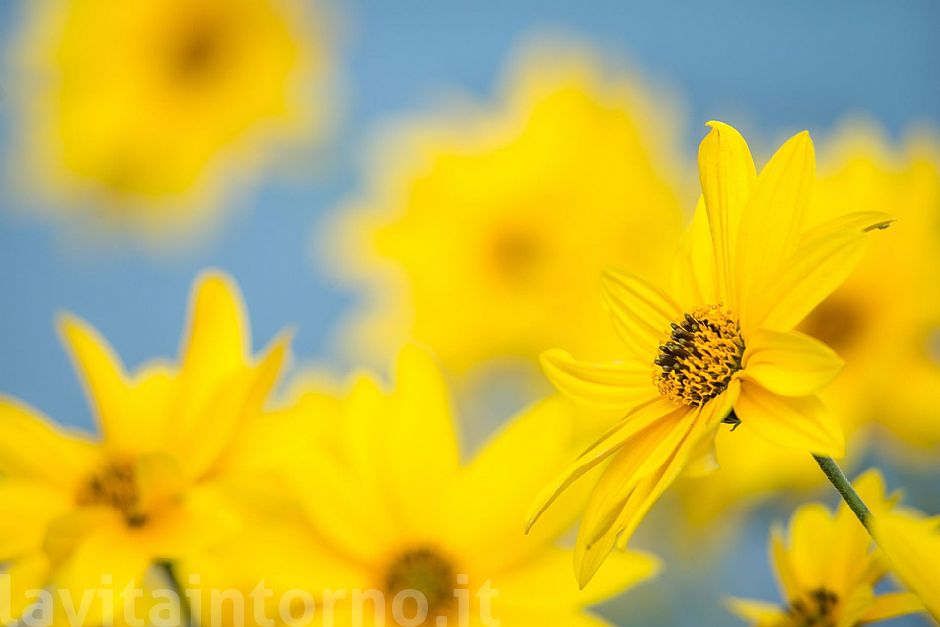 autumn ... in progress #4