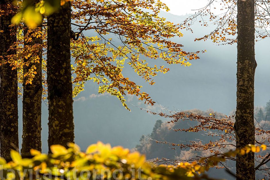 autumn ... in progress #7