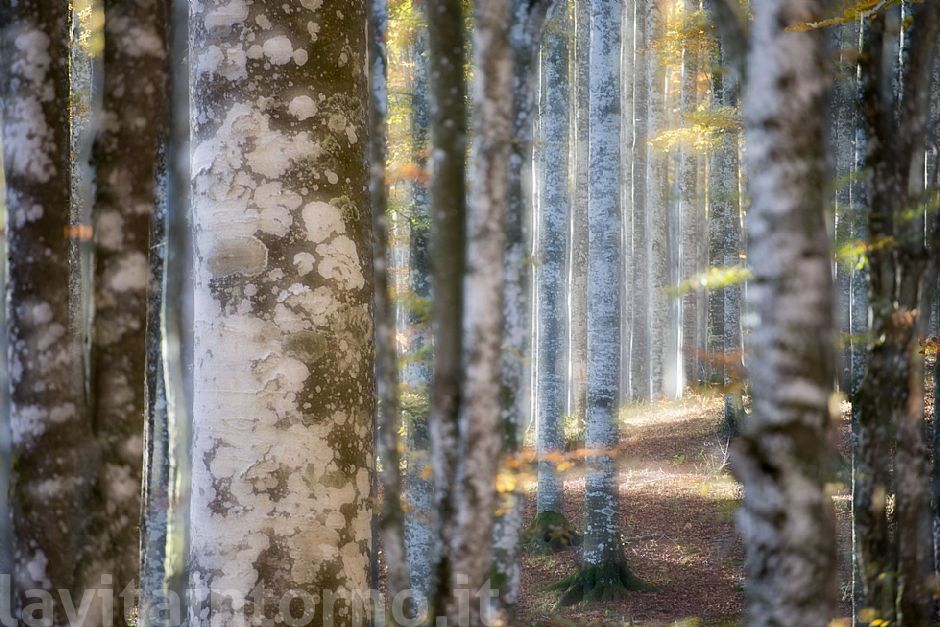 autumn ... in progress #9