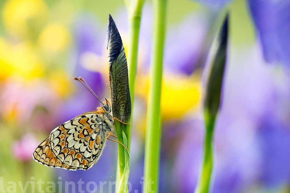 morning2Pal�: melitea on Iris