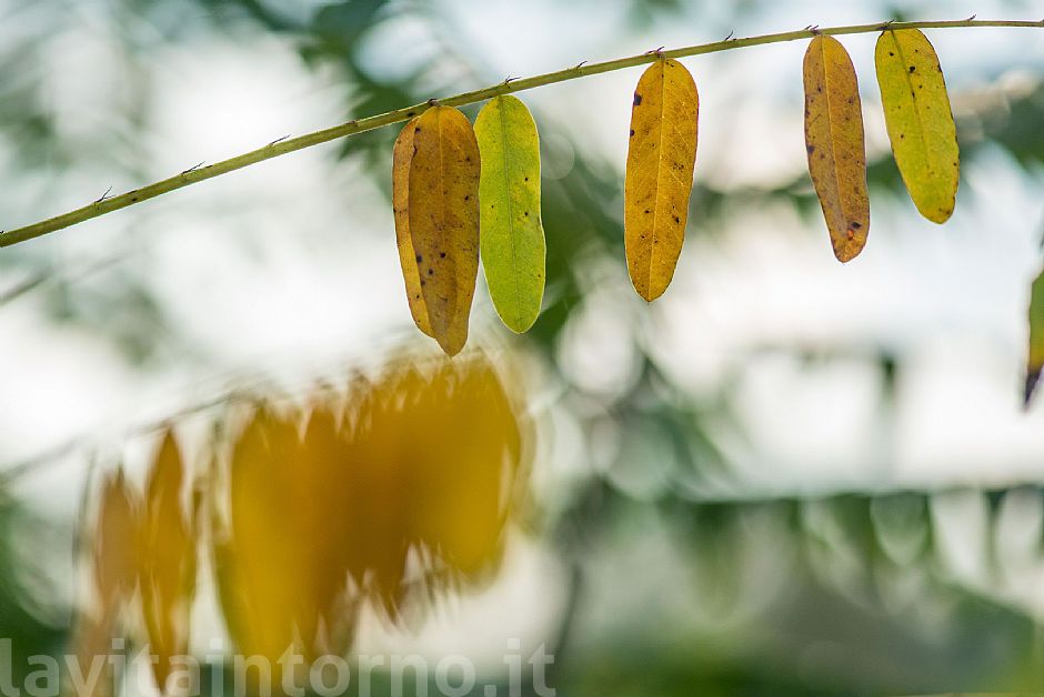 a little piece of autumn