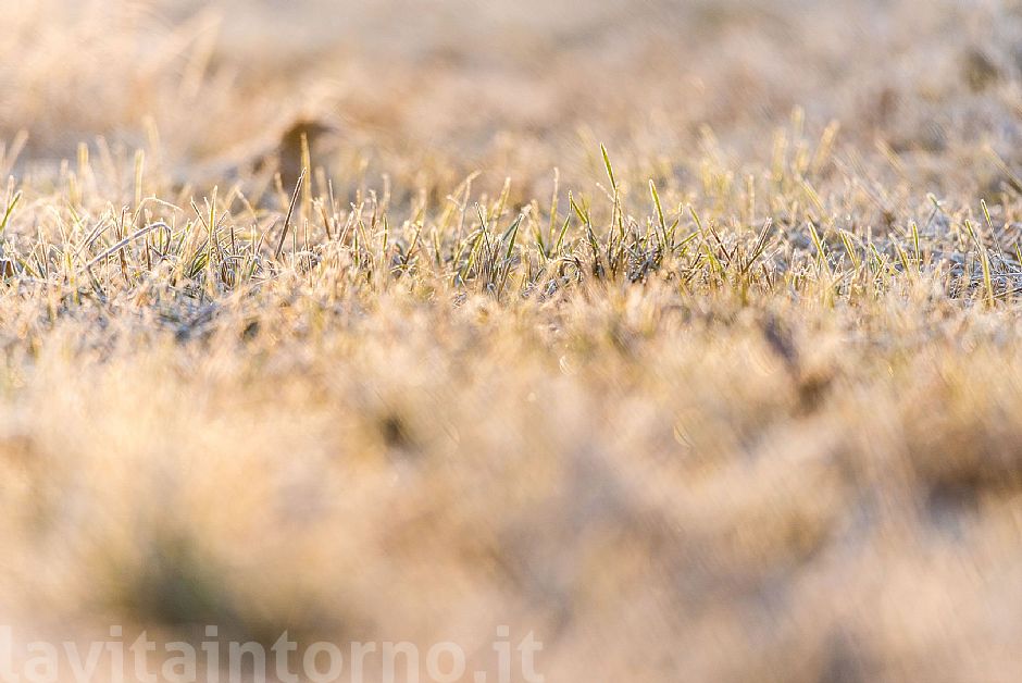 frost grass