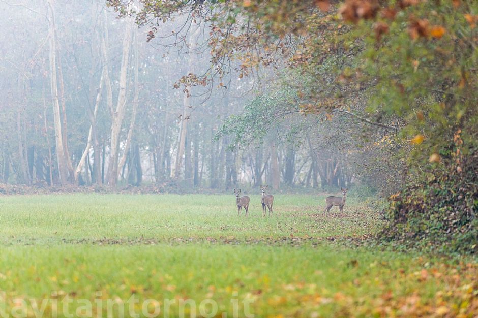 autumn back @ pal� #2