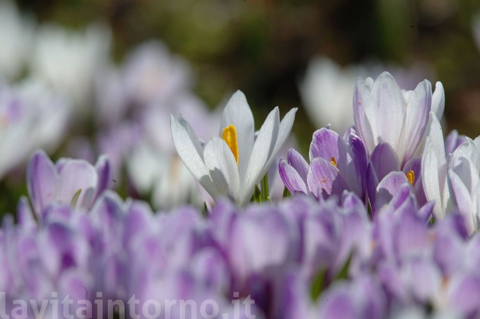 Crocus albiflorus