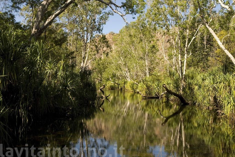 in the tropical zone (danger crocodile)