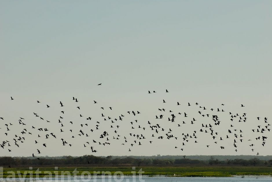 life over the billabong