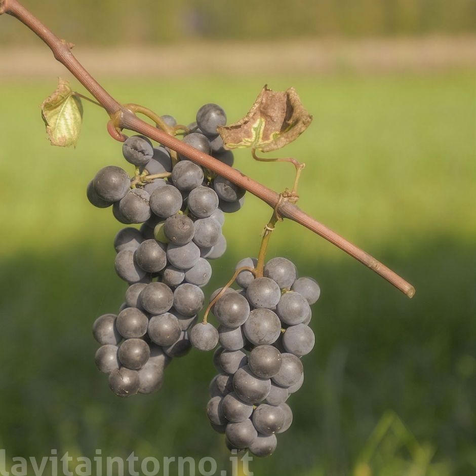 ricordo di fine estate