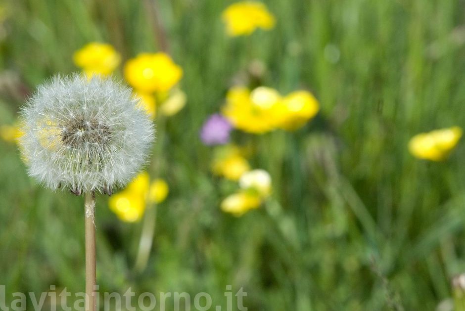 quel che resta della pasquetta