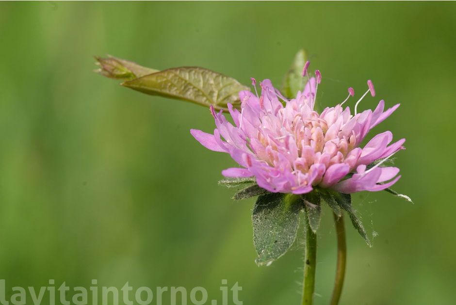 ai pal� di Sernaglia #3