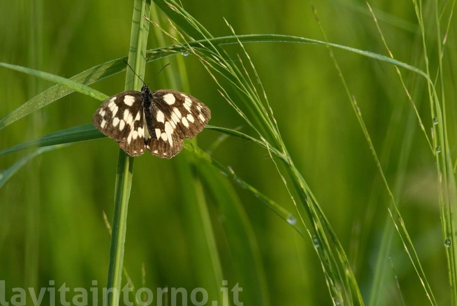 una piccola, piccola sosta