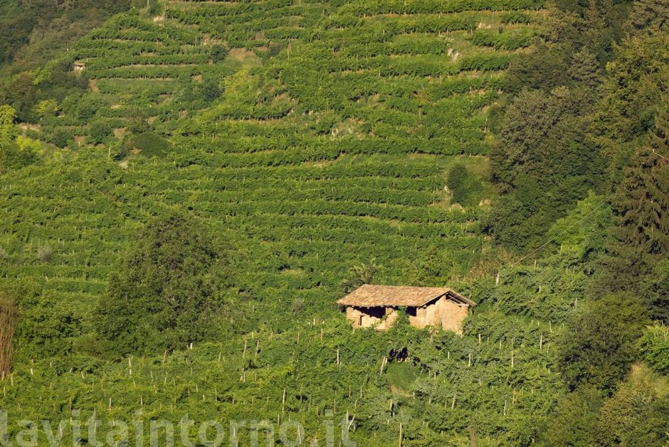 le colline del prosecco #4