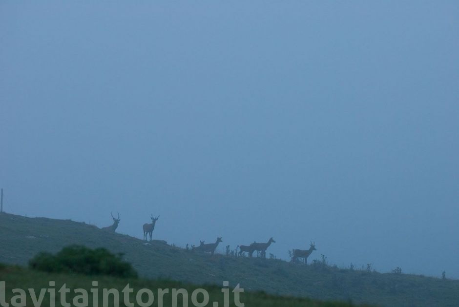 reciproco avvistamento