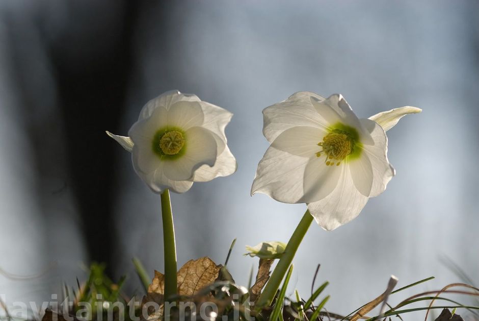 elleboro nero in controluce #2