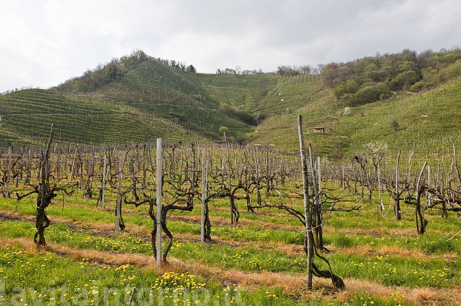terra veneta: i colli di Col San Martino