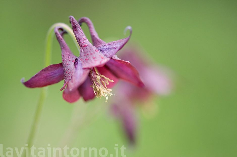 Aquilegia scura (Aquilegia atrata)