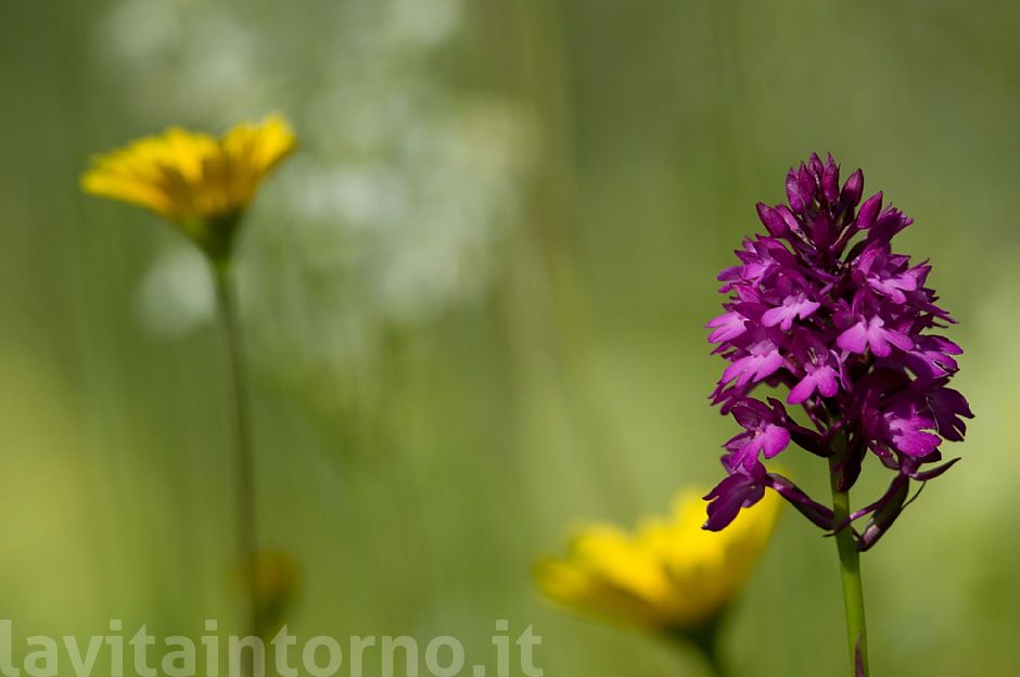 Anacamptis pyramidalis