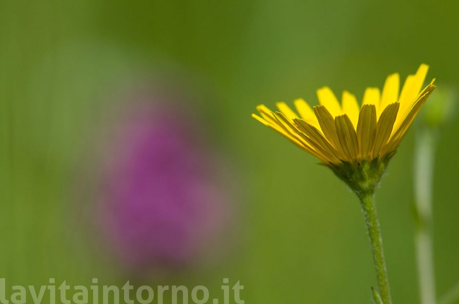 un semplice fiore