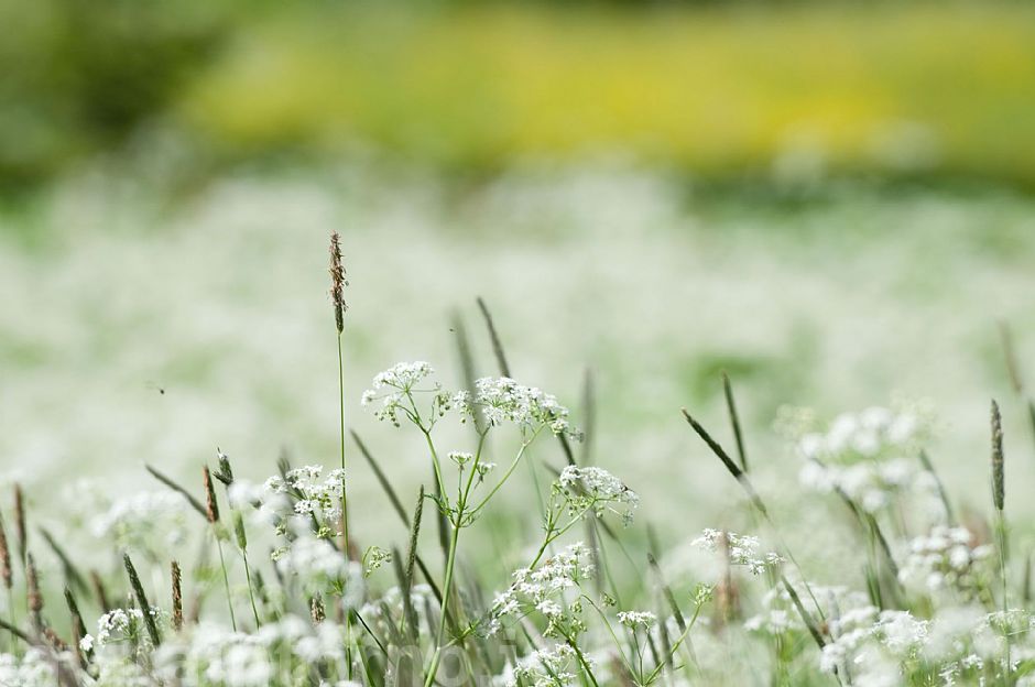 i soliti semplici colori del prato #3