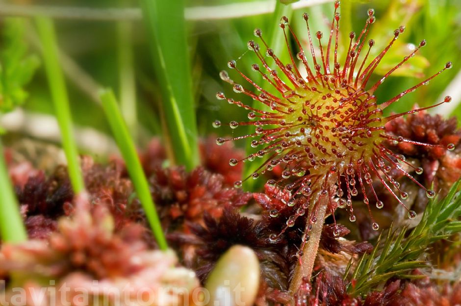 drosera rotundifolia