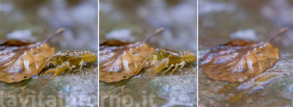 gambero di fiume