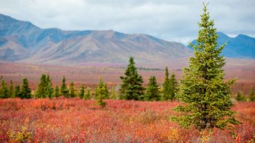 AUTORE: Ali e Radici Multivisioni AUTORE: Ali e Radici Multivisioni /