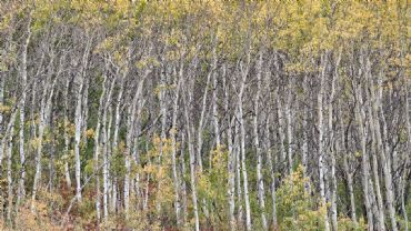 AUTORE: Ali e Radici Multivisioni AUTORE: Ali e Radici Multivisioni