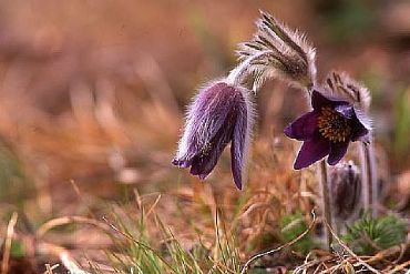 AUTORE: Ali e Radici Multivisioni AUTORE: Ali e Radici Multivisioni