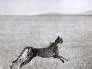 AUTORE: Ali e Radici Multivisioni AUTORE: Ali e Radici Multivisioni /