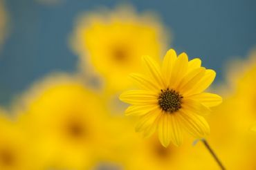 AUTORE: Ali e Radici Multivisioni AUTORE: Ali e Radici Multivisioni