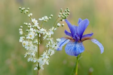 AUTORE: Ali e Radici Multivisioni AUTORE: Ali e Radici Multivisioni