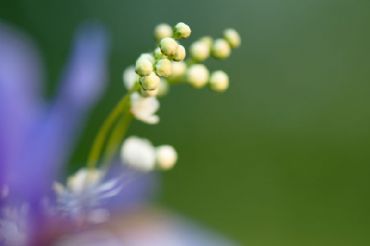 AUTORE: Ali e Radici Multivisioni AUTORE: Ali e Radici Multivisioni