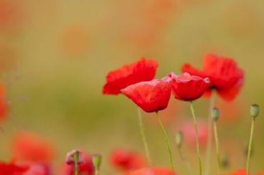 AUTORE: Ali e Radici Multivisioni AUTORE: Ali e Radici Multivisioni