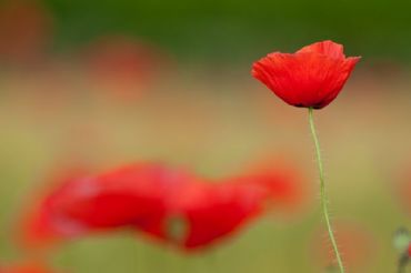 AUTORE: Ali e Radici Multivisioni AUTORE: Ali e Radici Multivisioni