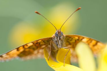 AUTORE: Ali e Radici Multivisioni AUTORE: Ali e Radici Multivisioni