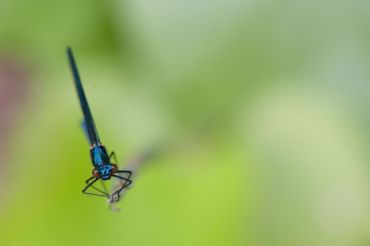 AUTORE: Ali e Radici Multivisioni AUTORE: Ali e Radici Multivisioni